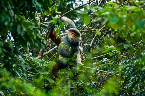 Cận cảnh 'nữ hoàng linh trưởng' quý hiếm trên bán đảo Sơn Trà